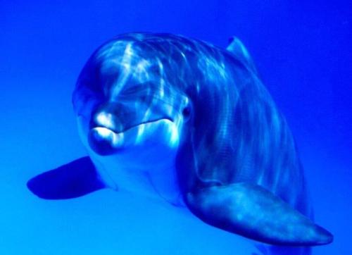 fish - fish in sea. It is the doplhin
