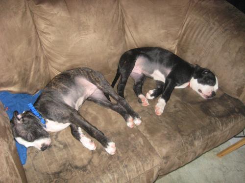 Max and Miller - My unique puppies. Momma was a pure Boston Terrier Daddy was a Pure English Mastiff!!