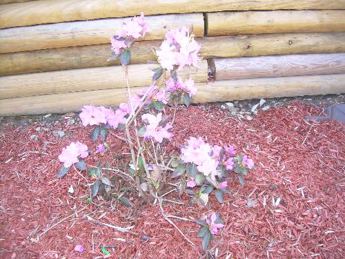 purple flowers - all bloomed in my front yard purple flowers - all bloomed in my front yard