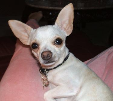 Tink - This is my 3 year old chihuahua, Tink.
