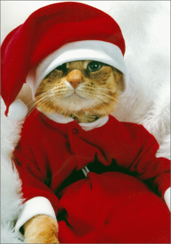 kitten - this is a christmas kitten