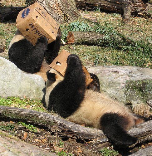 panda - panda in picture . is a animal only in china.