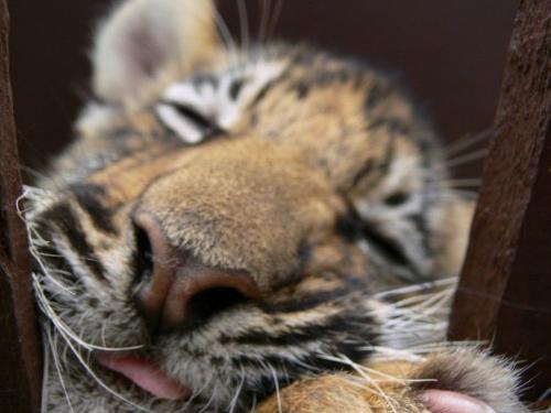 tiger - small tiger in the hand