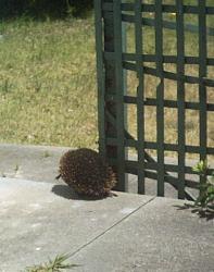 Echidna - A picture of the Echidna in my yard!