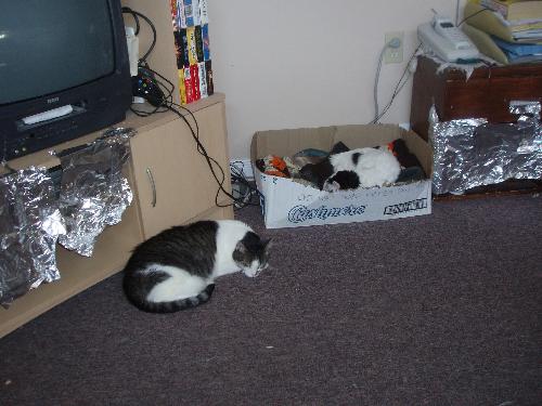 My cats sleeping - Here is Guibosche (floor) and Lucky (in box) having one of their famous cat naps :))  I just love my cats.  They are so cute and furry.  They sleep waaaay too much though :))