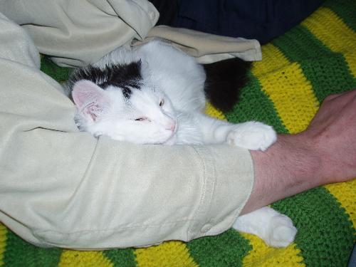 In the beginning - Here is my cat Lucky who is now 16 months old.  When we first got him, all he wanted to do is sleep in our arms.  It was sooooo cute.  Now he likes to be held upside down with our one arm holding him tight to us and   cuddled that way.
