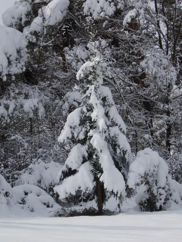 evergreen in snow - I was waiting for my driver to get back from a sign for parcel and I noticed this   lonely little tree heavy with the first snowfall of the winter season.   There was barely any sun as it was pretty cloudy that day, but it was christmas   card worthy material so I took a photo and loved it :))