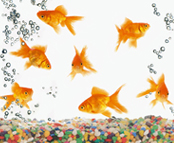 Gold Fish - I simply love them move.....but it requires lot of maintainance as it tends to dirty the water very soon.....but it looks really beautiful......