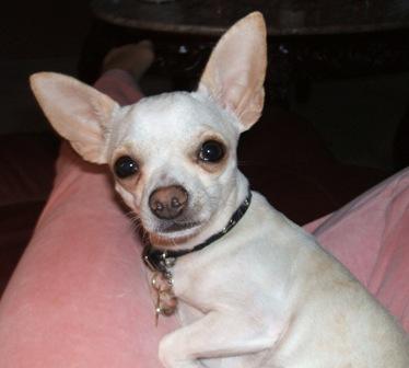 Tink - My little chihuahua, Tink.