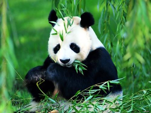 The Chinese people called the panda'Da Xiong Mao' - Giant pandas are black-and-white Chinese bears that are on the verge of extinction,the Chinese people called the panda'Da Xiong Mao',which means'Giant bear cat'in Chinese.The panda is the symbol of peace in China.
