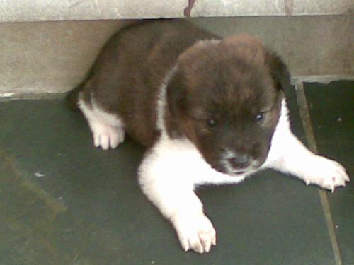 Puppy - I've a new puppy and her name is 'Bear'. She's cute and cuddly and is about a month old today.