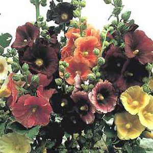 Hollyhocks - All kinds of colours available