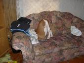 My crazy, funny dog! - I think his bone fell down between the cushions of the couch. My 6 year old stepson said he looked like the birds that stick their head in the ground! lol