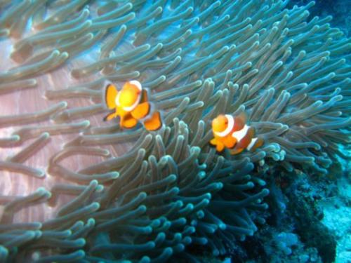 finding the real nemo - it was taken last month when we had a scuba diving in bohol, philippines... very cute little fishes...