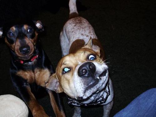 Humorous Dog Photo! - My Dog "Rosco" & his partner in crime..Bandit!
