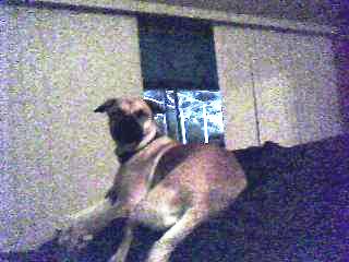 my doggy - i love my dog. and she is so cute