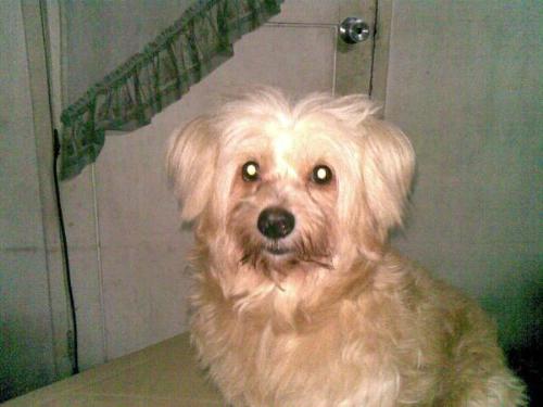 Asrii boy - He's our dog