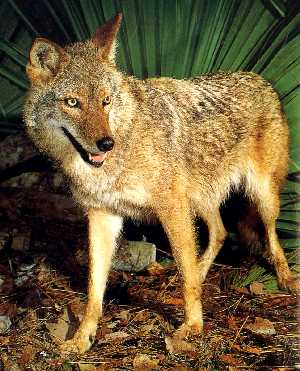 Florida coyote - Would you want something like this prowling around your yard? Florida coyote - Would you want something like this prowling around your yard?