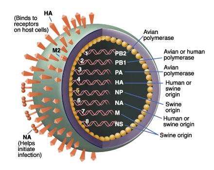 This is what a swine flu virus looks like in the f - swine flu refers to influenza caused by any virus of the family orthomyxoviridae that is endemic to pic populations. known strains in swine influenza virus are classified as either influenzavirus c or one of the subtypes of influenzavirus a
people who work with poultry and swine, especially people with intense exposures are at risk of infection from these animals if the animals carry a strain that is also able to infect humans. siv can mutate into a form that allows it to pass from human to human. the strain responsible for the 2009 swine flu outbreak is believed to have undergone this mutation. 