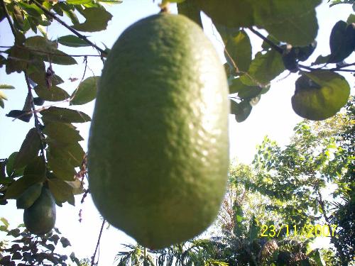 lemon to resist some disease  - regular intake of lemon prevents many diseases.