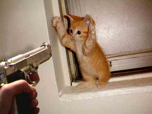 The Kitty - The kitty
