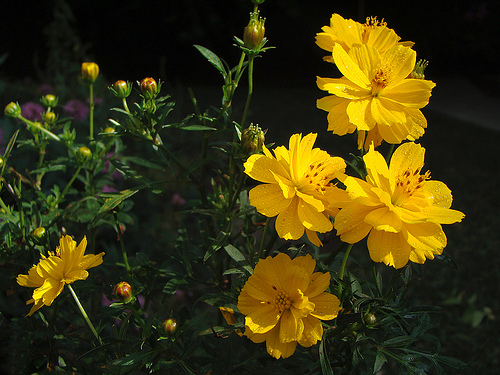 yellow cosmos - yellow cosmos flower
