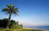 palm Tree - Palm tree, beach and fog at Refugio Beach State Park