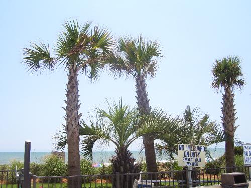 Palm Trees in Myrtle Beach - Palm trees!