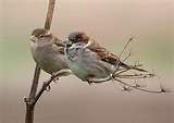 Sparrow - a bird very common in urban areas - Sparrow - a bird which was once very common in urban and agricultural areas