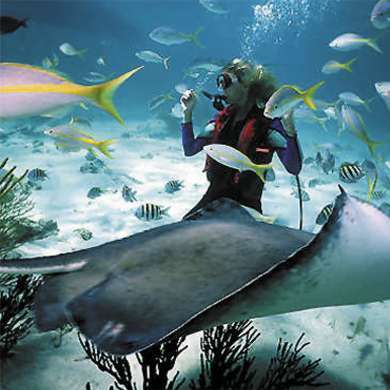 scuba diving - scuba scuba diving - scuba