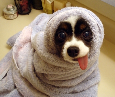 funny cute dog  - a dog with the most awsome cute look