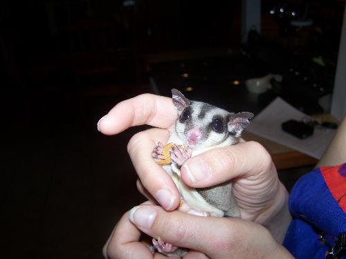 My sugar glider, Sasha - This is my little girl Sasha.