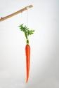Is your incentive a low hanging carrot fot you ? - Do you get your incentives easily ? Is your incentive a low hanging carrot fot you ? Is your incentive a low hanging carrot fot you ? - Do you get your incentives easily ? Is your incentive a low hanging carrot fot you ?