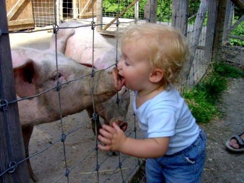 How to catch swine flu - My reaction? Yuk!