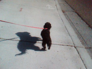 Marley and his shadow - Marley on a sunday walk