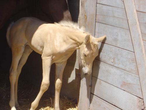 horse - Tennesse Walker palomino filly