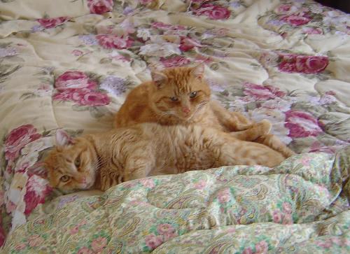 cats - brothers Hunter and Chase