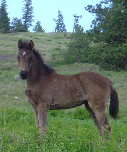 horse - Tennesse Walker filly