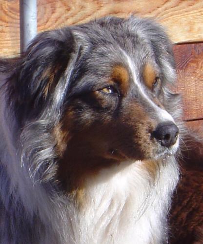 dogs - Australian Shepherd