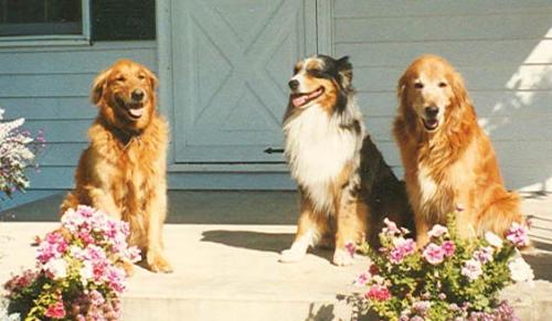 dogs - two golden retrievers and one aussie