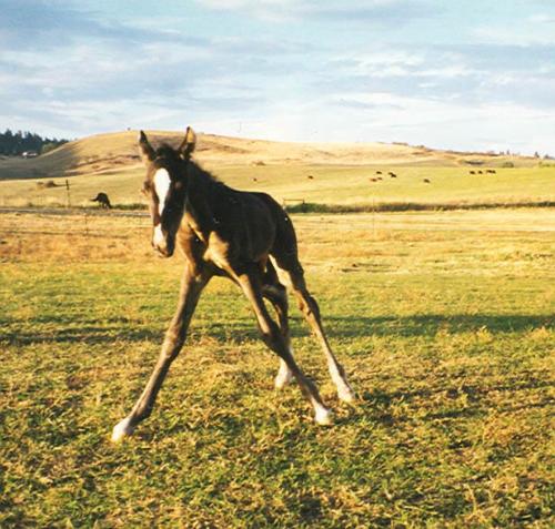 horses - Tennessee Walker filly, Cricket