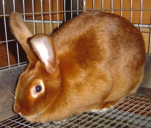 rabbits - red satin rabbit