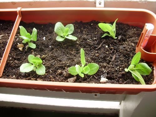 Lettuce on my Balcony - This is the picture of the lettuce plants when they were put in on April 17th. See next picture as they are today, 2 weeks later.