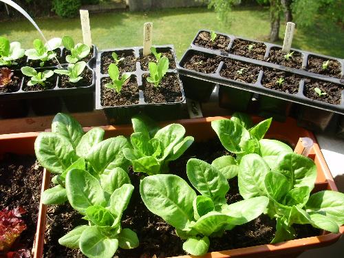 Succession of lettuce plants on balcony - The plants in the foreground are the ones planted on April 17th. Now 2 weeks later they are coming on fine and the smaller plants will ensure a succession of tasty salads. They are from 3 varieties, Little Gem, Sherwood and the brown ones are Lollo Rossa.