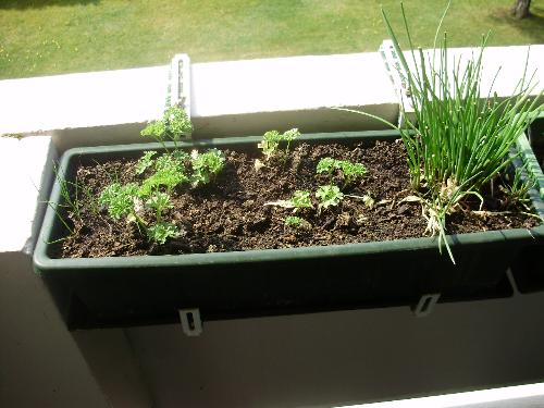 Chives and parsley on balcony. - I have already cut a lot of chives and have some garlic chives also coming on. Parsley is very slow but will now grow much quicker. When I have more chives, spring onions and parsley ready than I can use I chop them up and put them in the freezer. I still have some from last year.