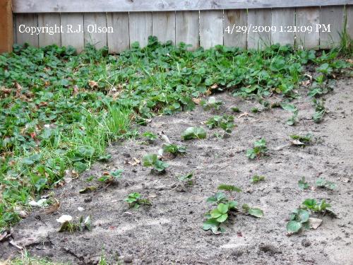 Transp[lanted - Needed to thin my strawberries out greatly. Transp[lanted - Needed to thin my strawberries out greatly.