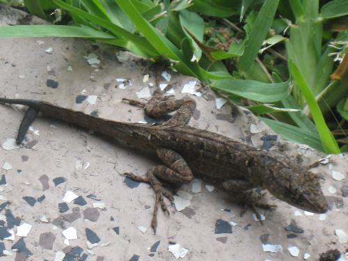 Florida lizard - Lizard in my patio