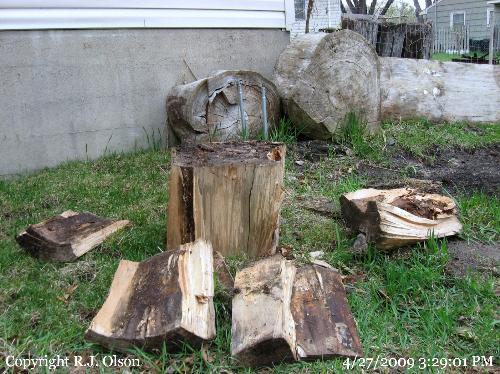 Stumps to chop up - The last of the trees to chop up for bonfire wood. Stumps to chop up - The last of the trees to chop up for bonfire wood.