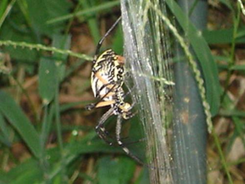 Spider - This spider lived in my garden last year. She stayed in pretty much the same spot all season.