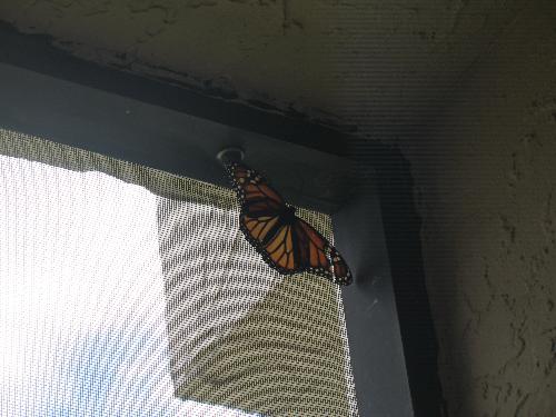 Beautiful orange butterfly in my patio - Here is a beautiful orange and black butterfly that flew into my patio yesterday.